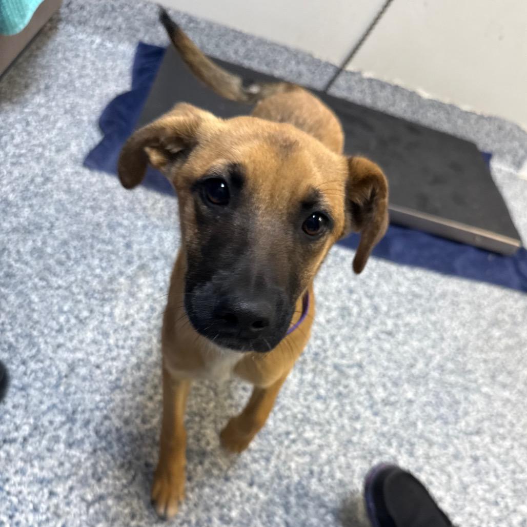 Enlarge Burrito, a Adoptable mixed breed in Great Falls, MT image 6/6