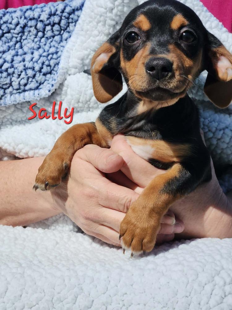 Sally, Adoptable, Puppy Female Chihuahua & Beagle.