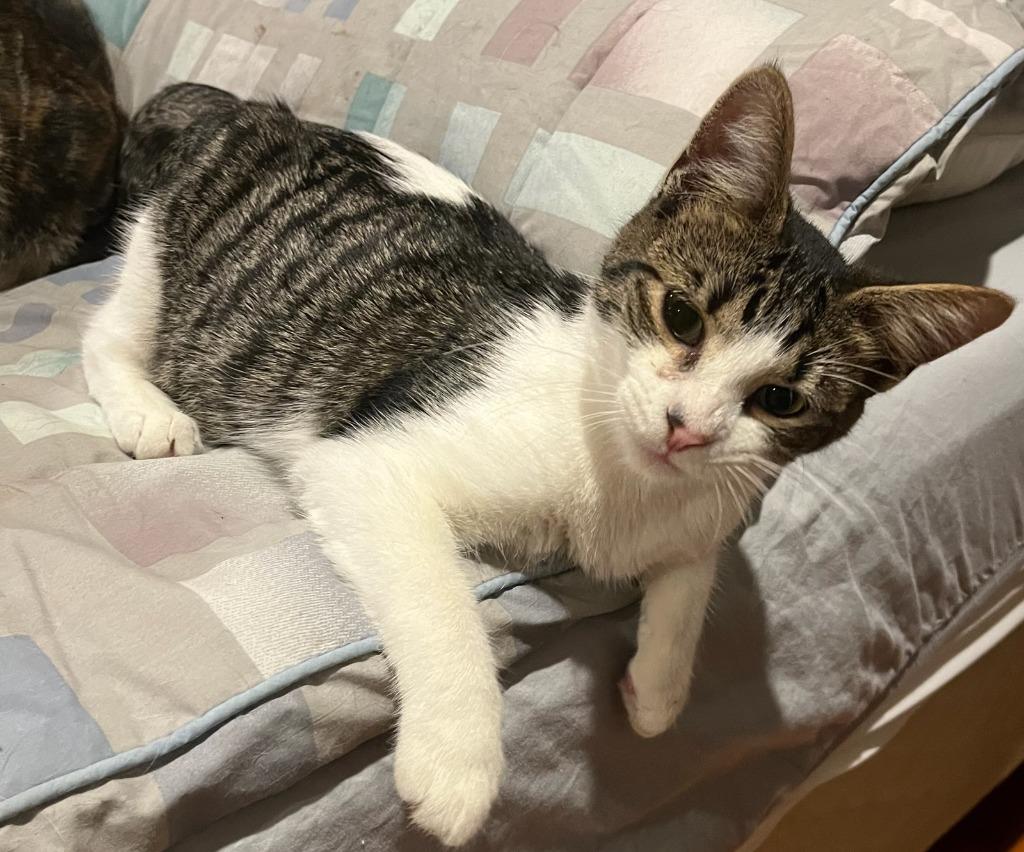 Enlarge Nelson, a Adoptable mixed breed in Pitman, NJ image 2/2