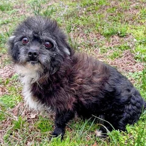 Curtis, ADOPTABLE, Adult Male Terrier.