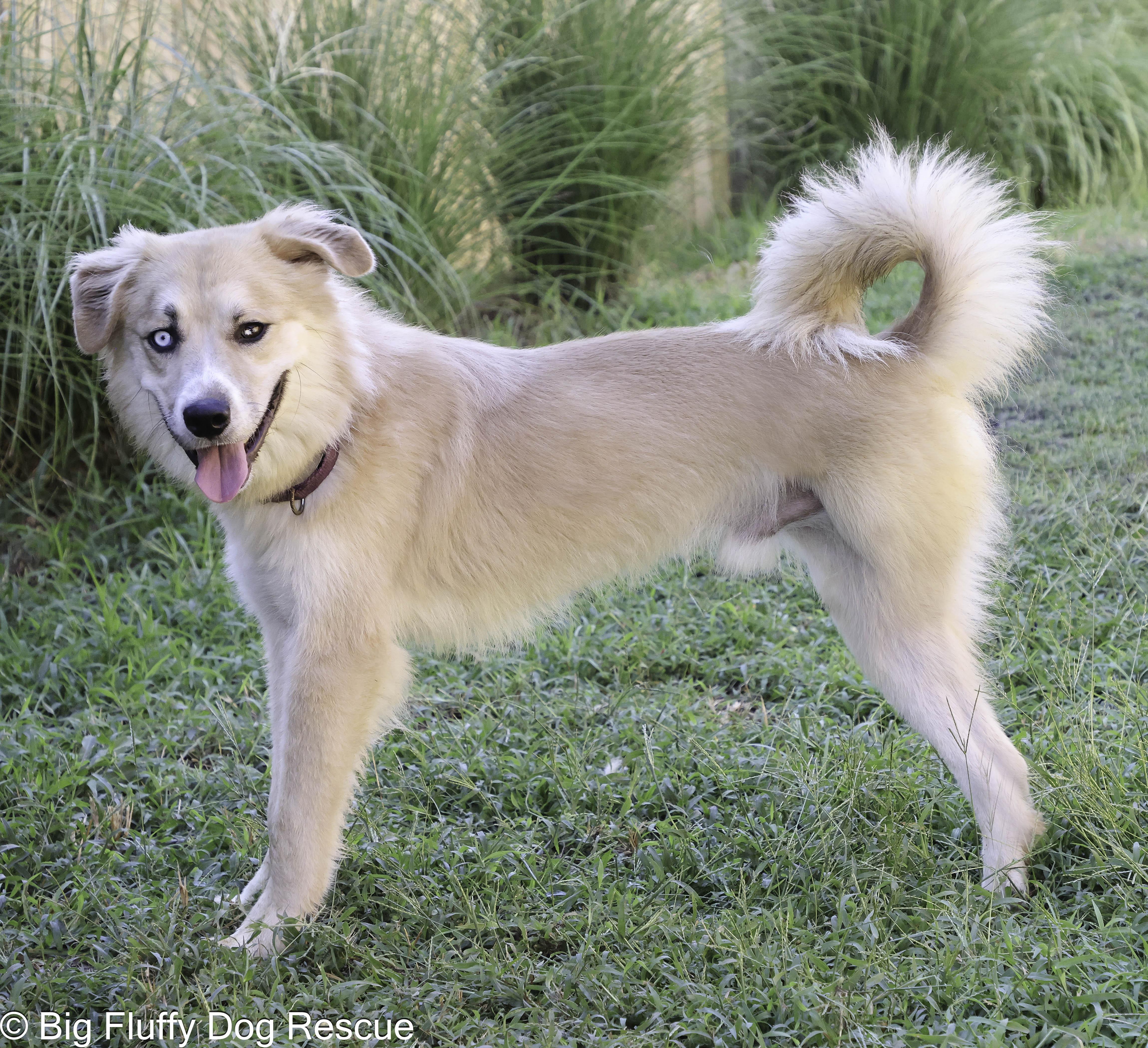 Enlarge Knight, a Adoptable mixed breed in Cherry Hill, NJ image 3/5