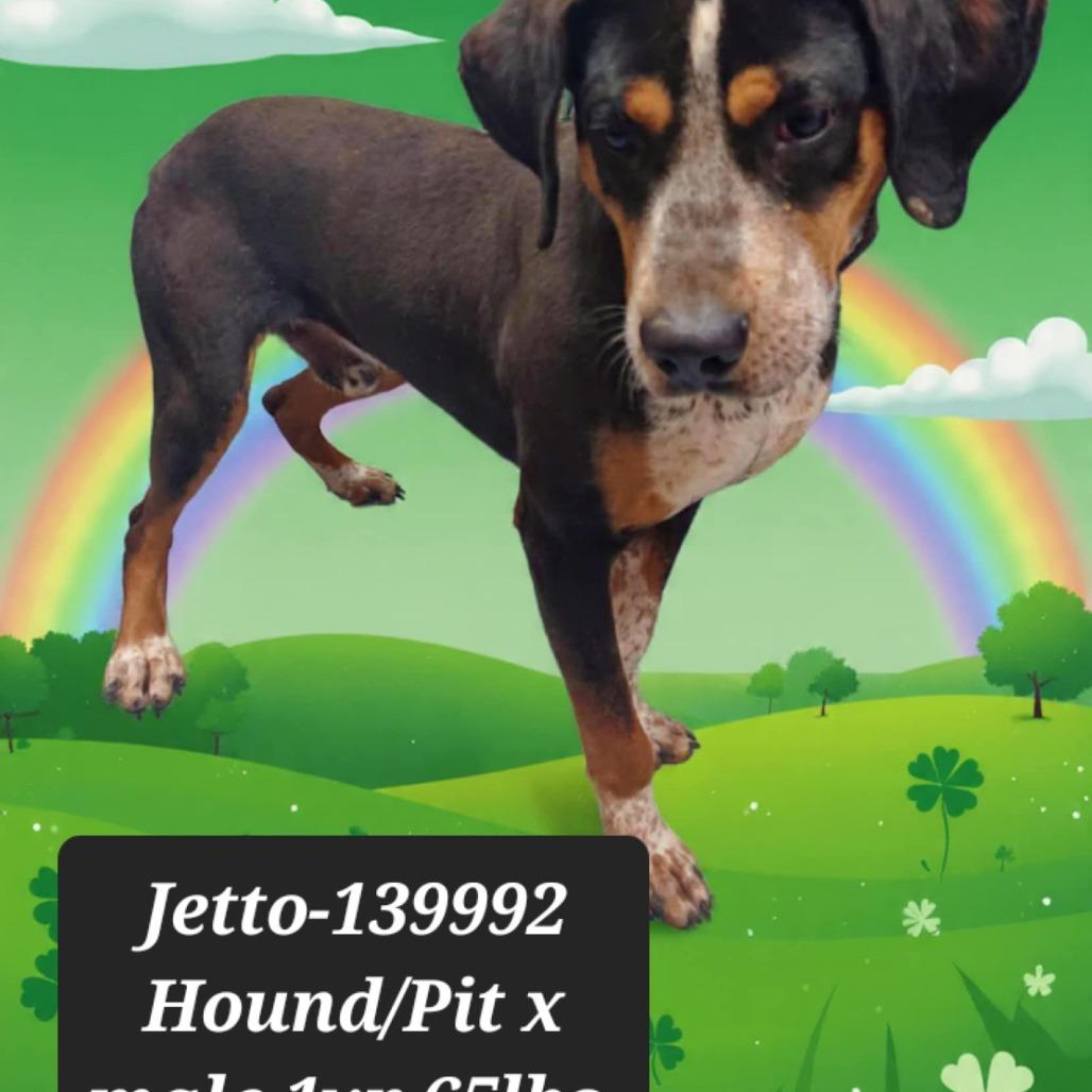 Enlarge Jetto, a Adoptable Hound in New Tazewell, TN image 1/1