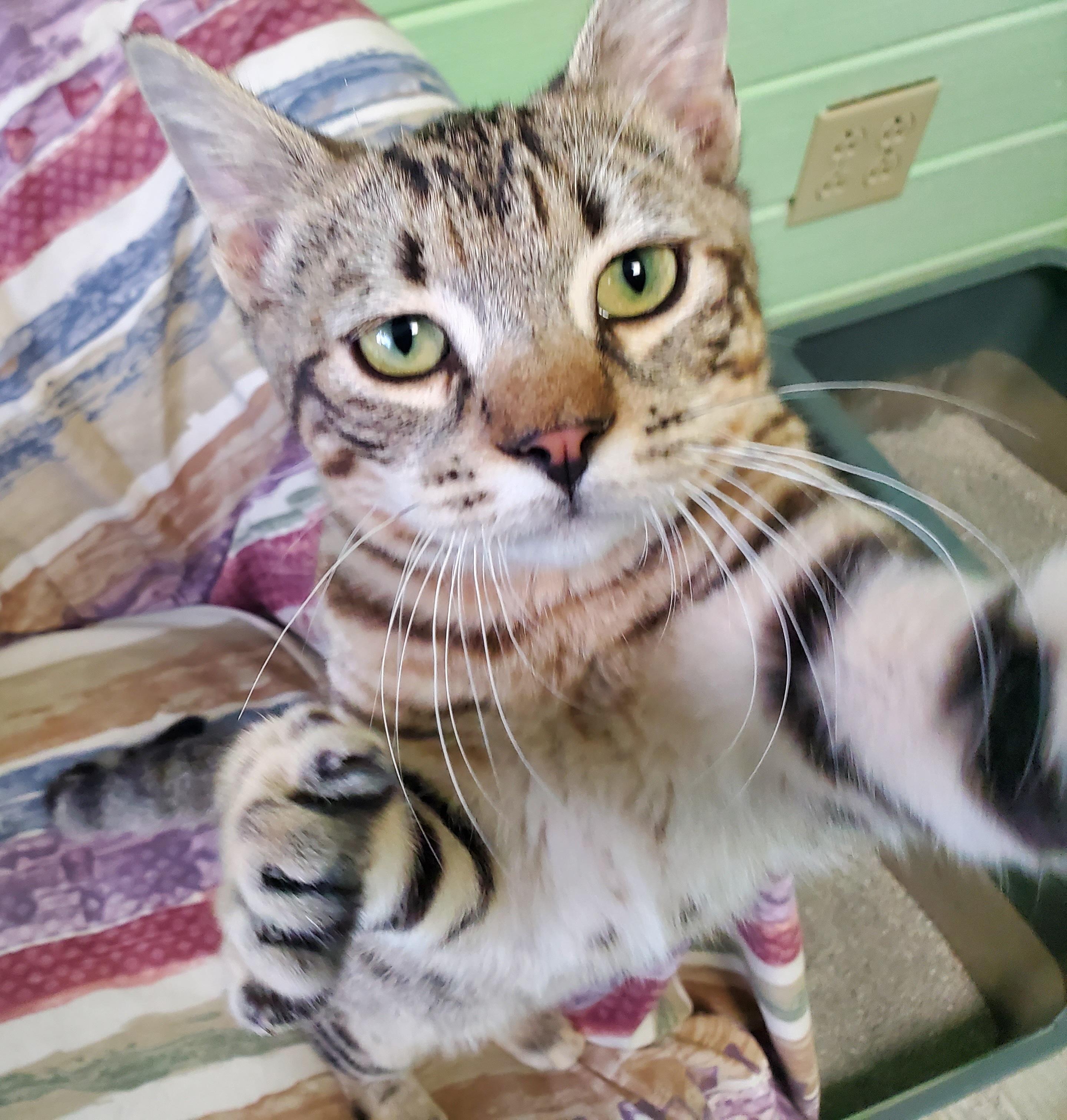 Buddy, Adoptable, Kitten Male Domestic Short Hair.