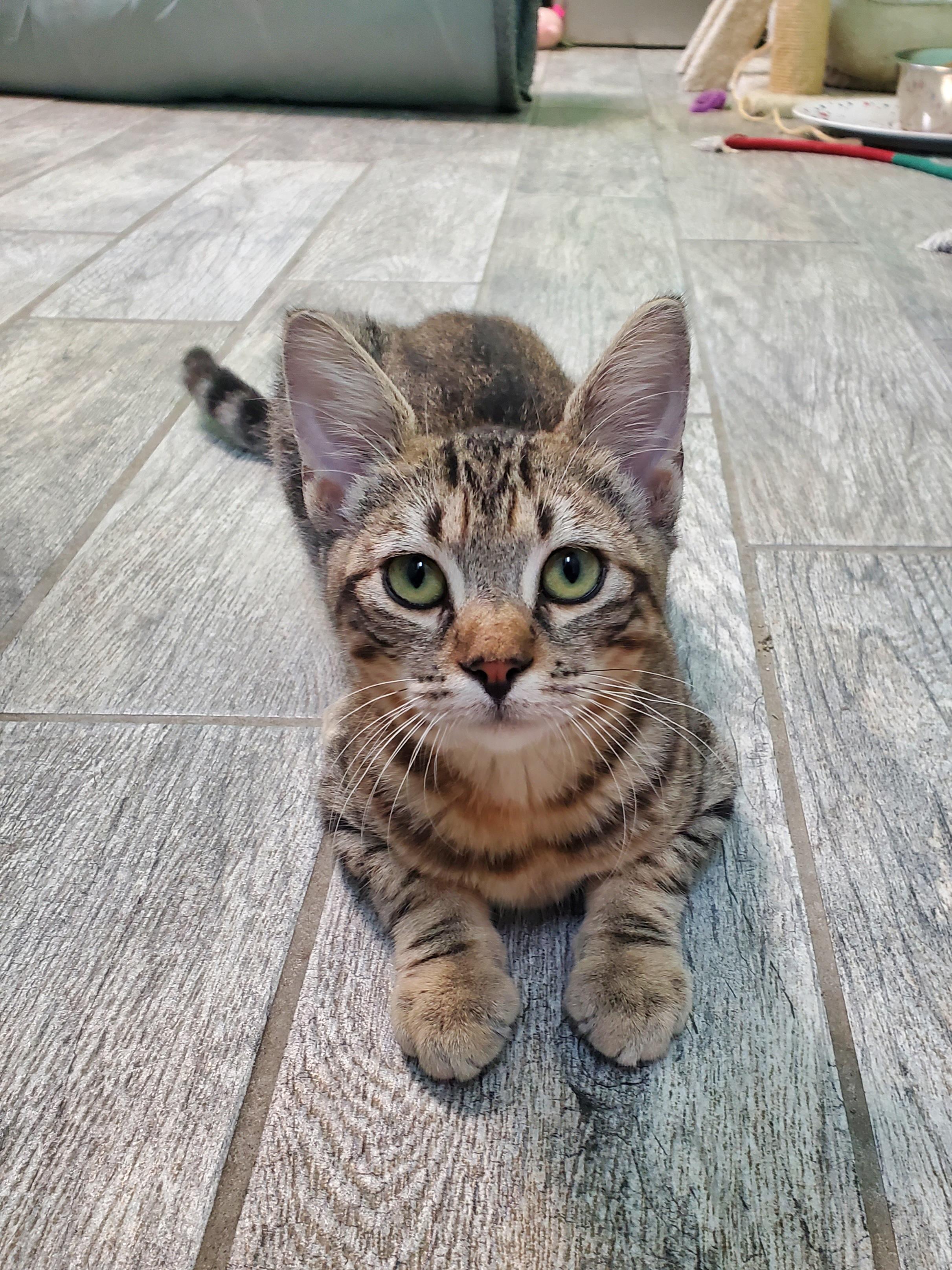 Buddy, a Adoptable mixed breed in Avalon, CA image 2/4