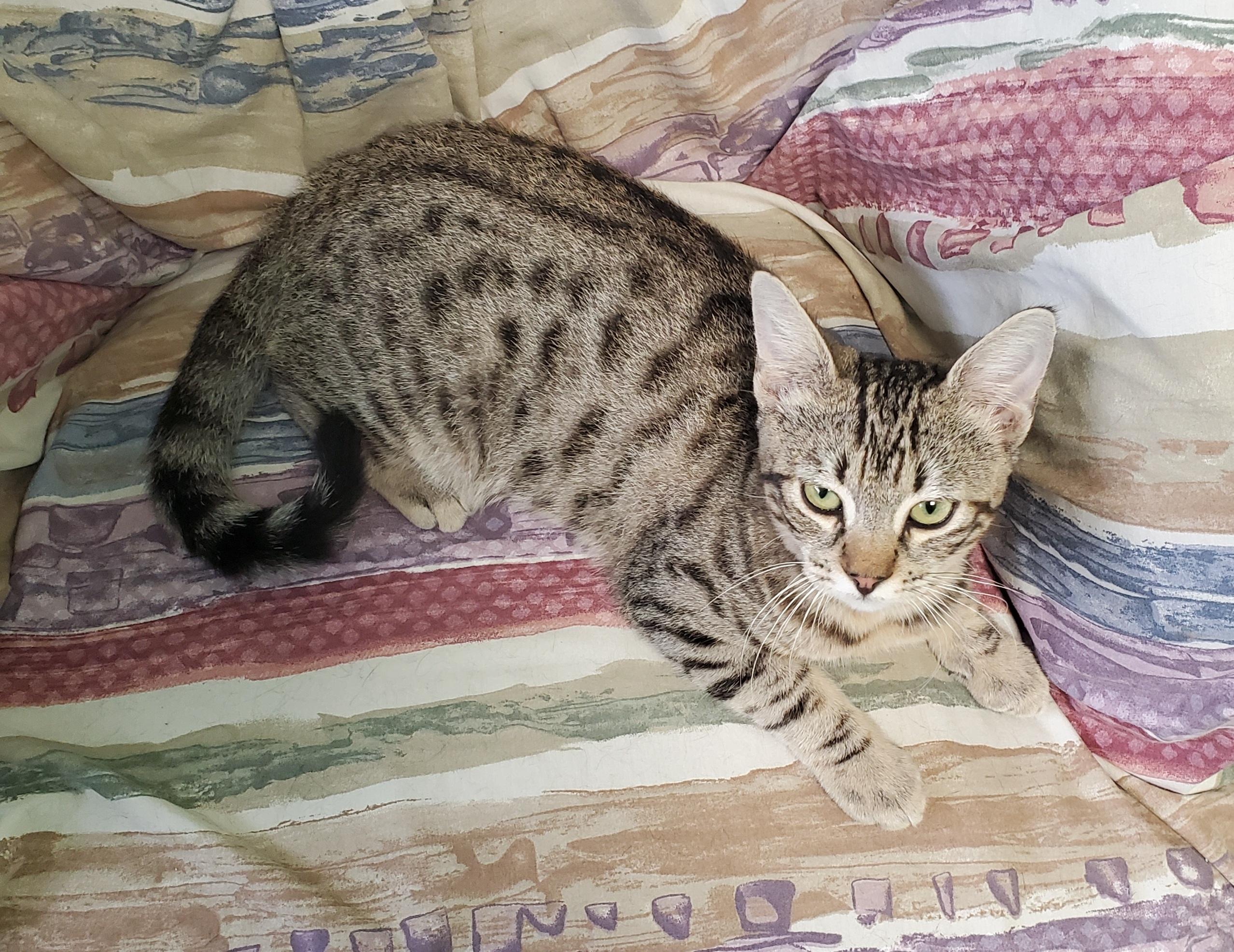 Buddy, a Adoptable mixed breed in Avalon, CA image 3/4