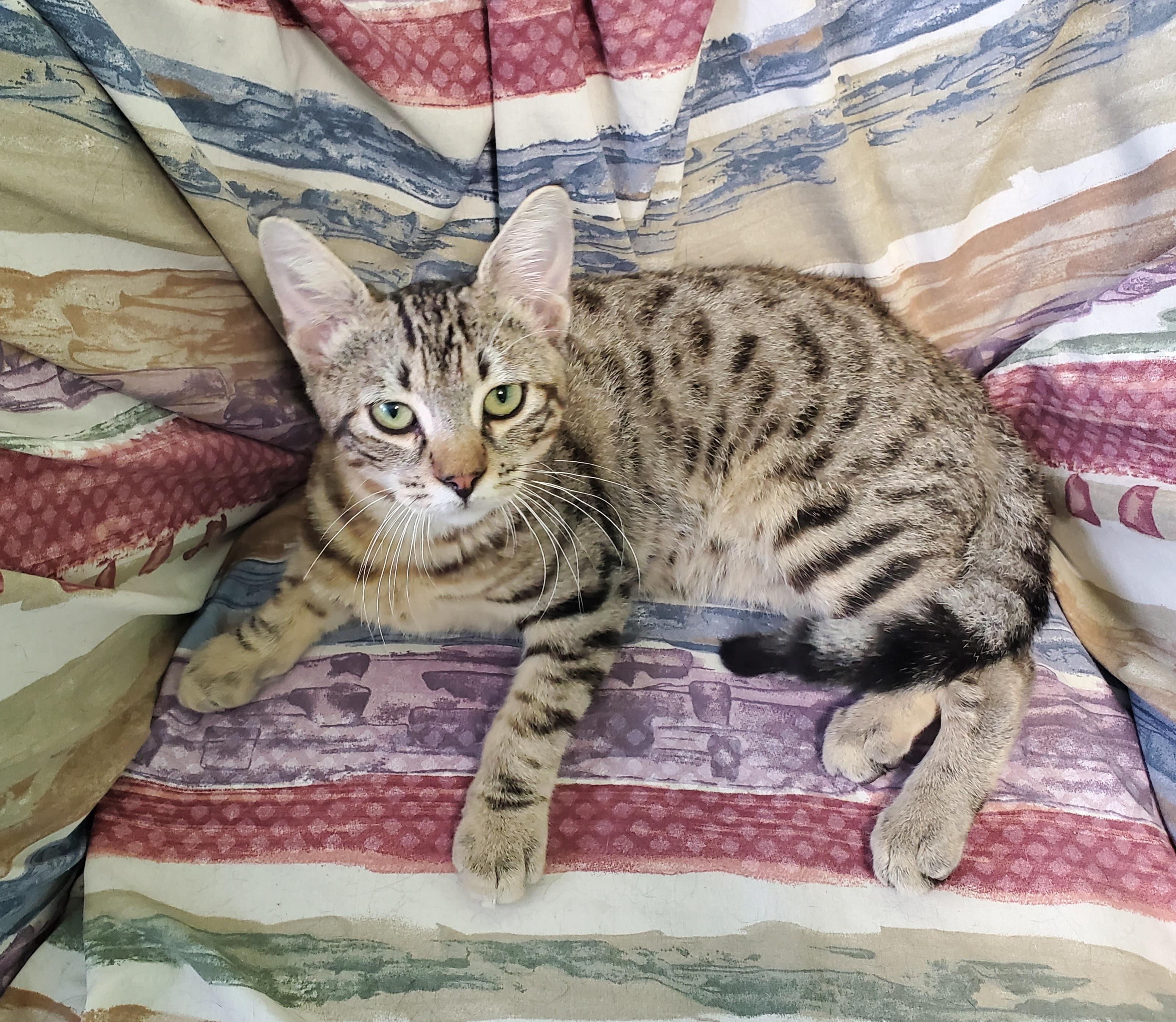 Buddy, a Adoptable mixed breed in Avalon, CA image 4/4