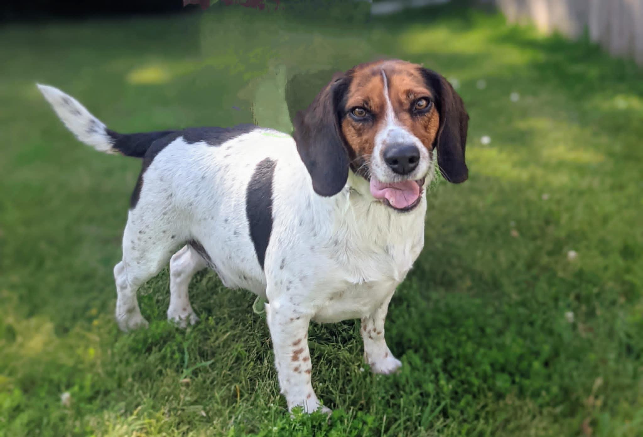 Ruger, an adoptable Beagle, Basset Hound in St. Ignace, MI, 49781 | Photo Image 2