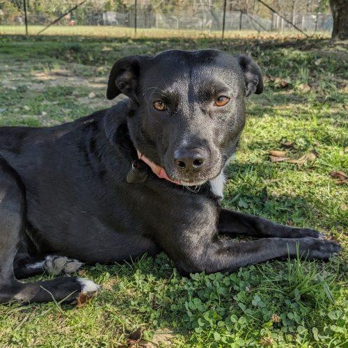 Enlarge Lola, a Adoptable mixed breed in Leesburg, AL image 1/4