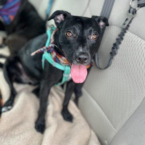 Enlarge Lola, a Adoptable mixed breed in Leesburg, AL image 2/4