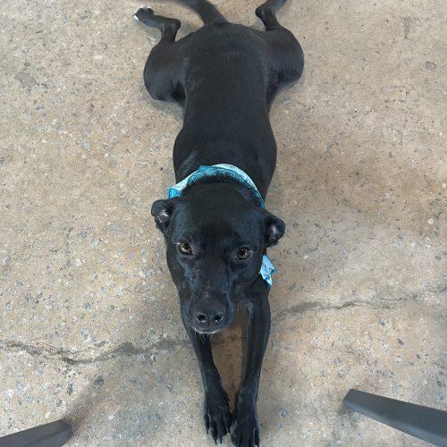 Enlarge Lola, a Adoptable mixed breed in Leesburg, AL image 3/4