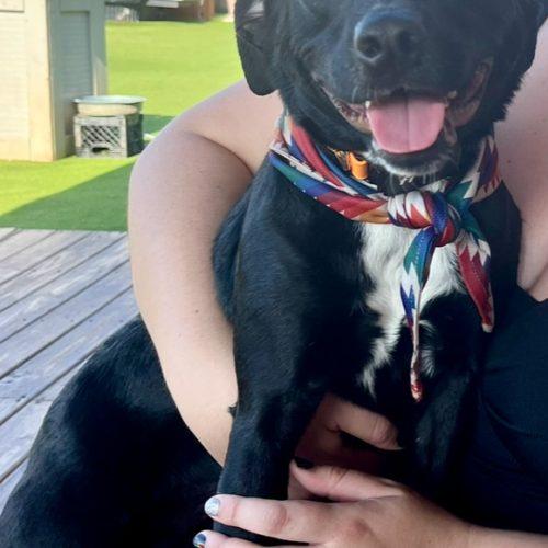 Enlarge Lola, a Adoptable mixed breed in Leesburg, AL image 4/4