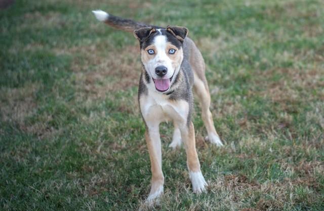 Enlarge NICHOLAS, a Adoptable mixed breed in York, SC image 1/1