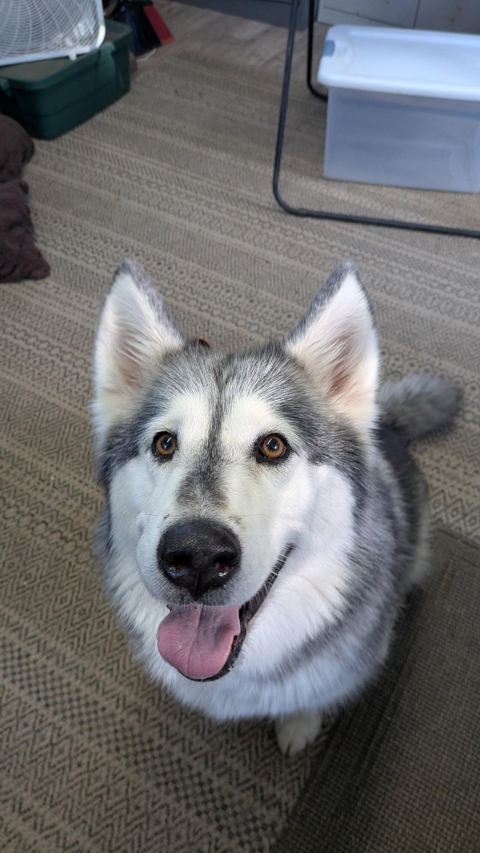 SADIE, a Adopted Alaskan Malamute in Seattle, WA image 1/3