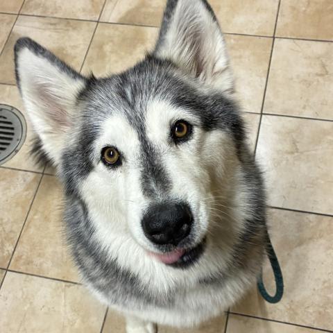 SADIE, a Adopted Alaskan Malamute in Seattle, WA image 2/3