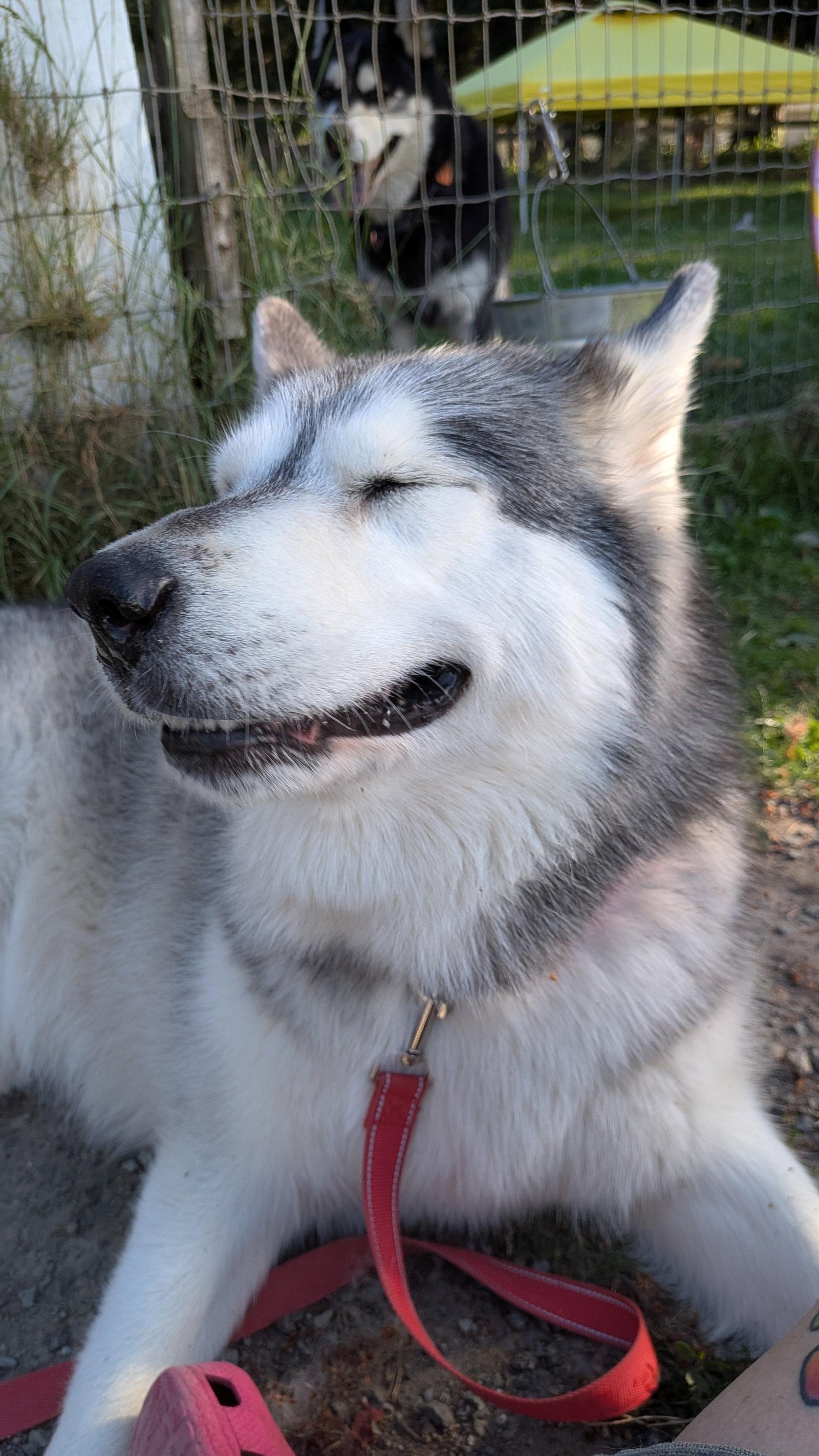 SADIE, a Adopted Alaskan Malamute in Seattle, WA image 3/3