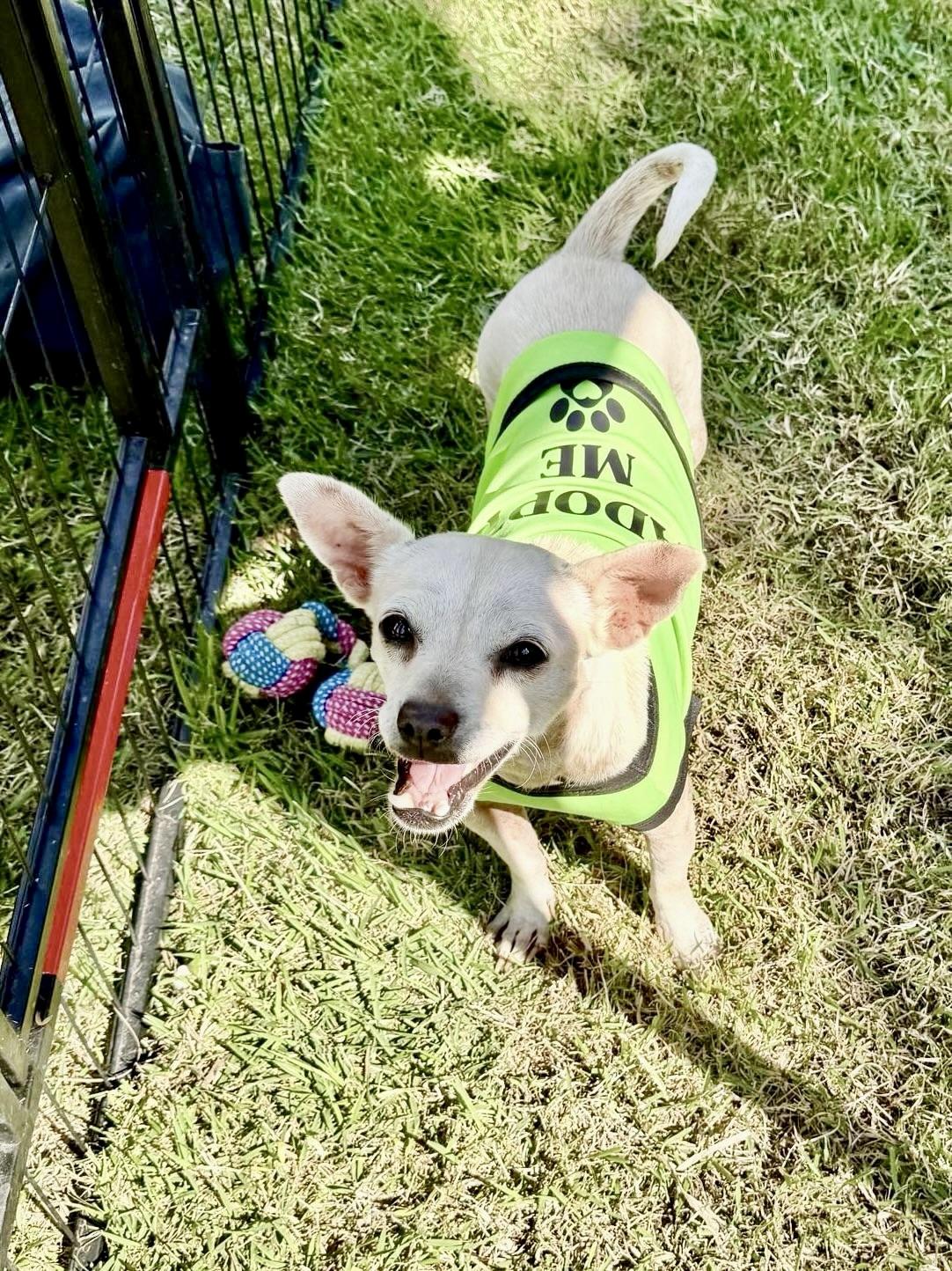 Lina, an adopted mixed breed in Kelowna, BC image 2/6