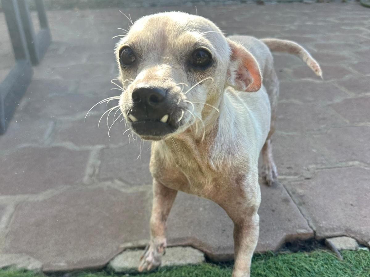 Lina, an adopted mixed breed in Kelowna, BC image 6/6