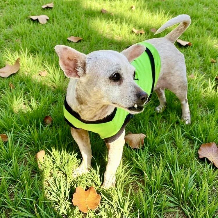 Lina, adopted, Young Female Chihuahua.