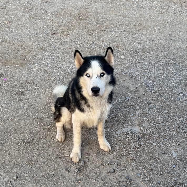 Loki, Adoptable, Senior Male Husky.