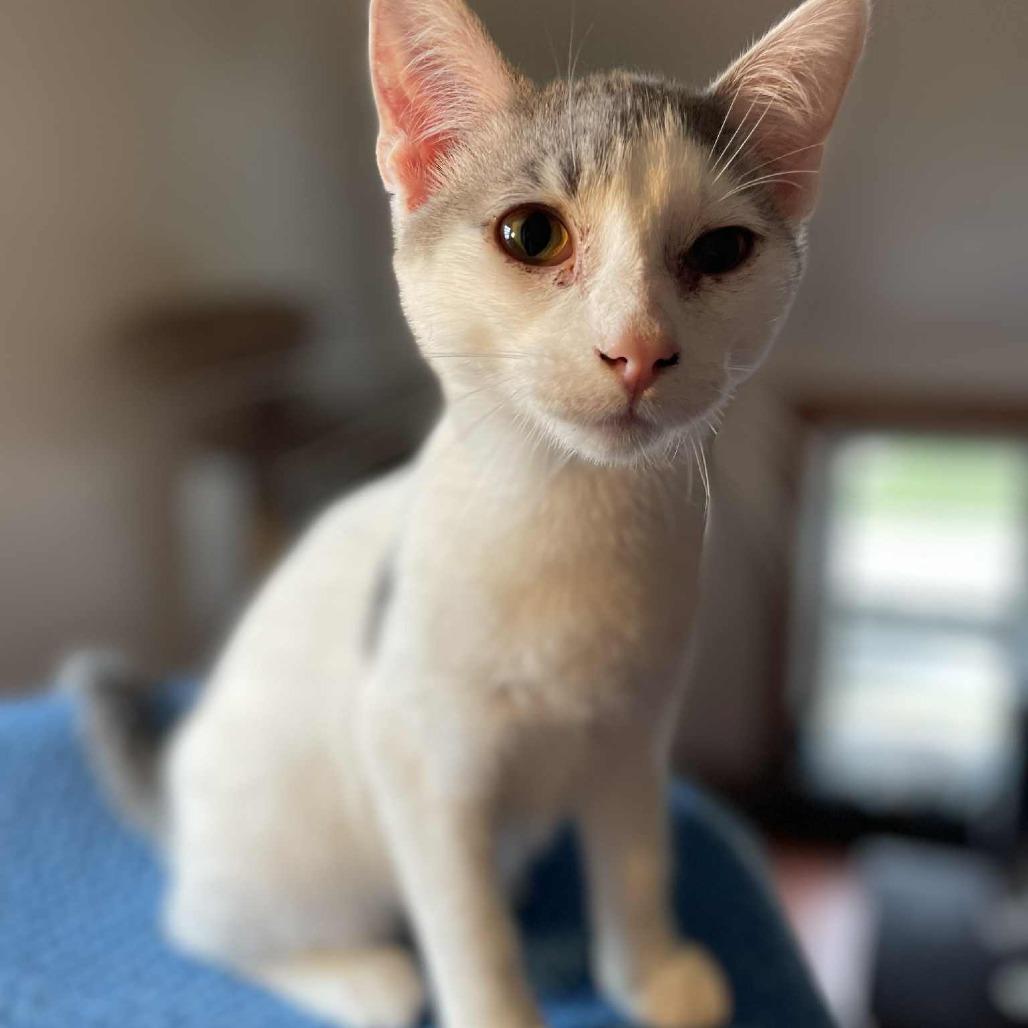 Swiper, a Adoptable Domestic Short Hair in Rochester, MN image 2/2