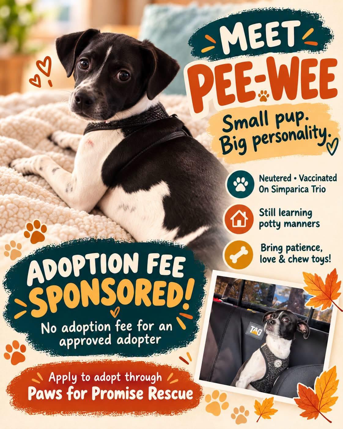 Pee Wee, Adoptable, Young Male Chihuahua.