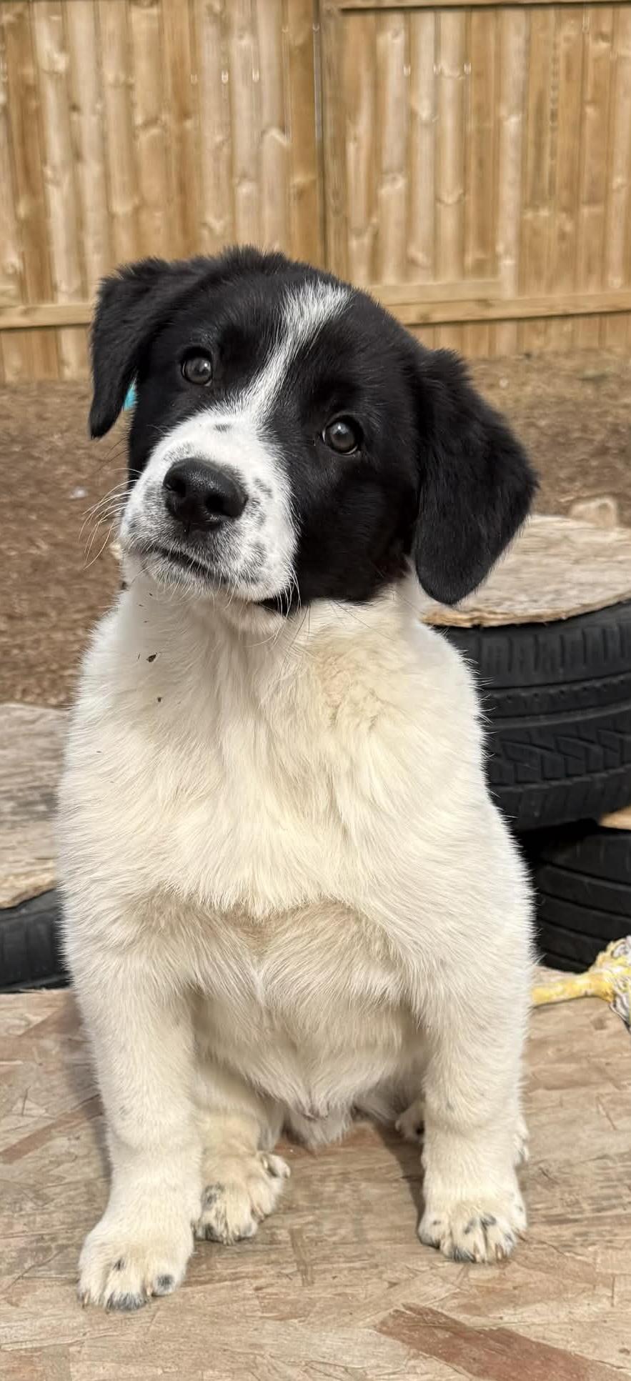 Duke , ADOPTABLE, Puppy Male Great Pyrenees.