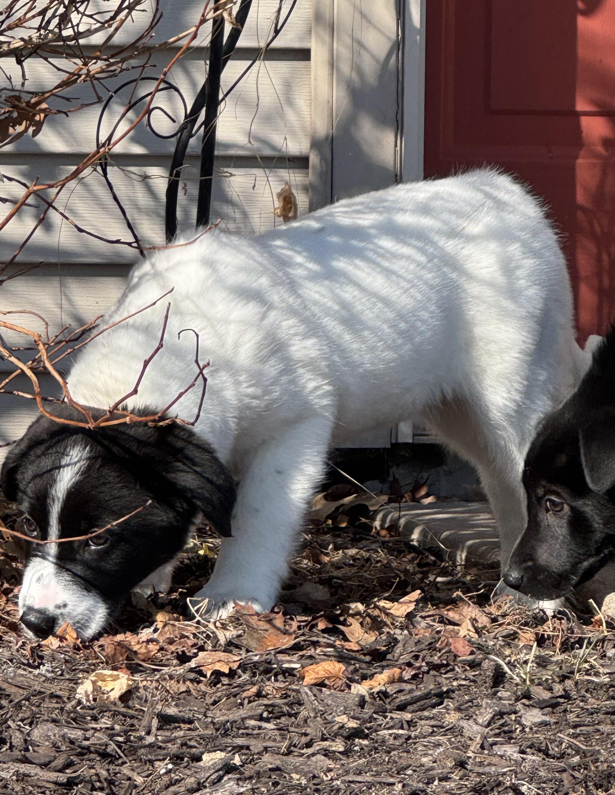 Duke , ADOPTABLE, Puppy Male Great Pyrenees.