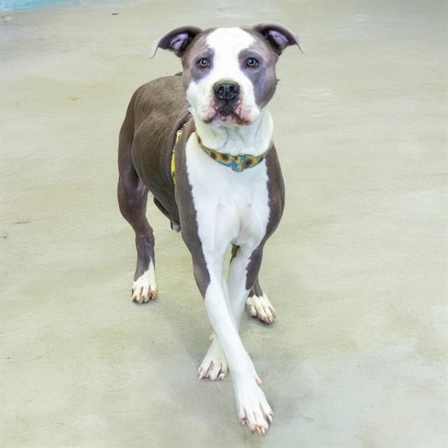 NEFFI, Adoptable, Adult Female Staffordshire Bull Terrier.