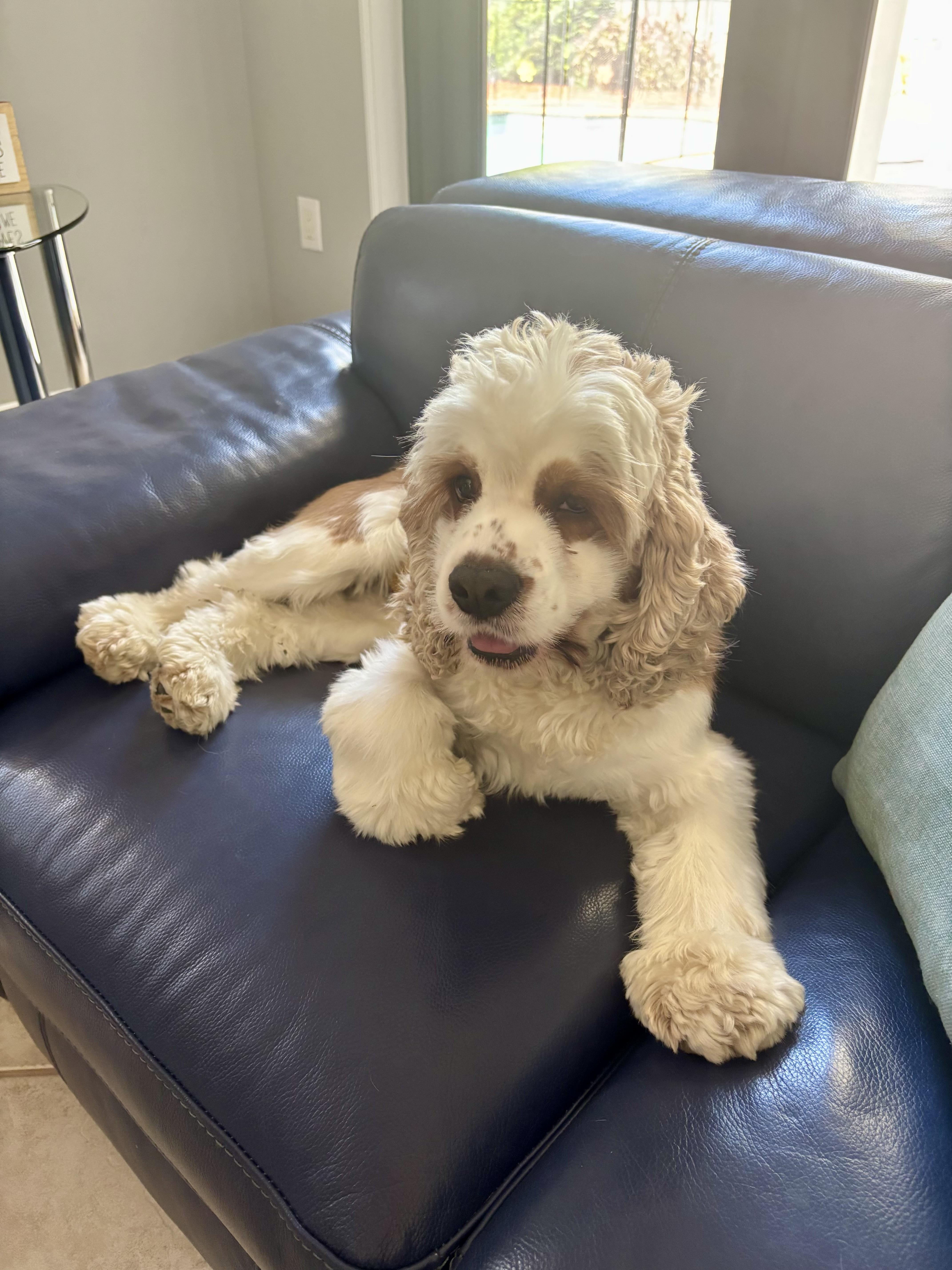 Tamago aka Tommy, a Adopted Cocker Spaniel in Cape Coral, FL image 1/3