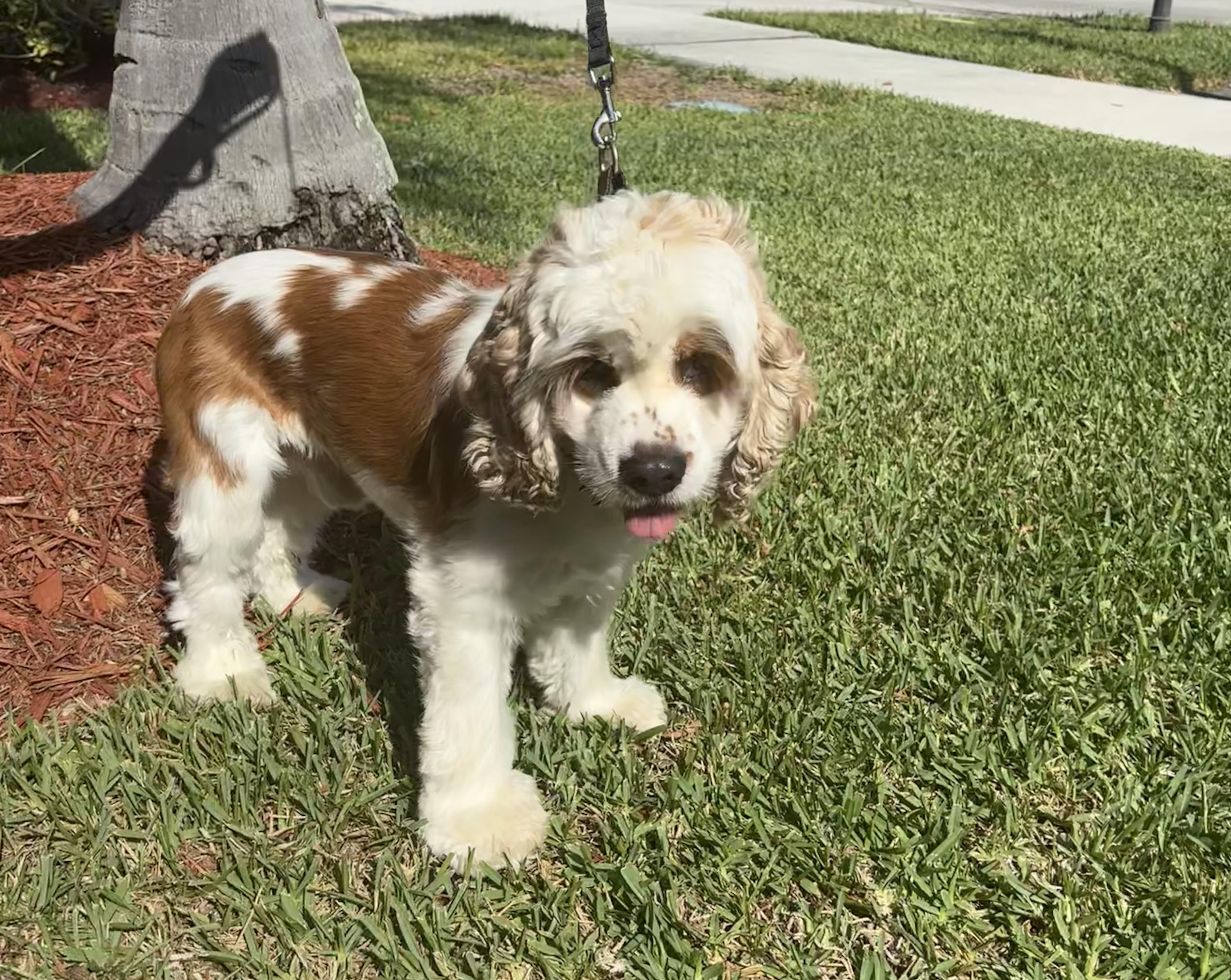 Tamago aka Tommy, a Adopted Cocker Spaniel in Cape Coral, FL image 2/3