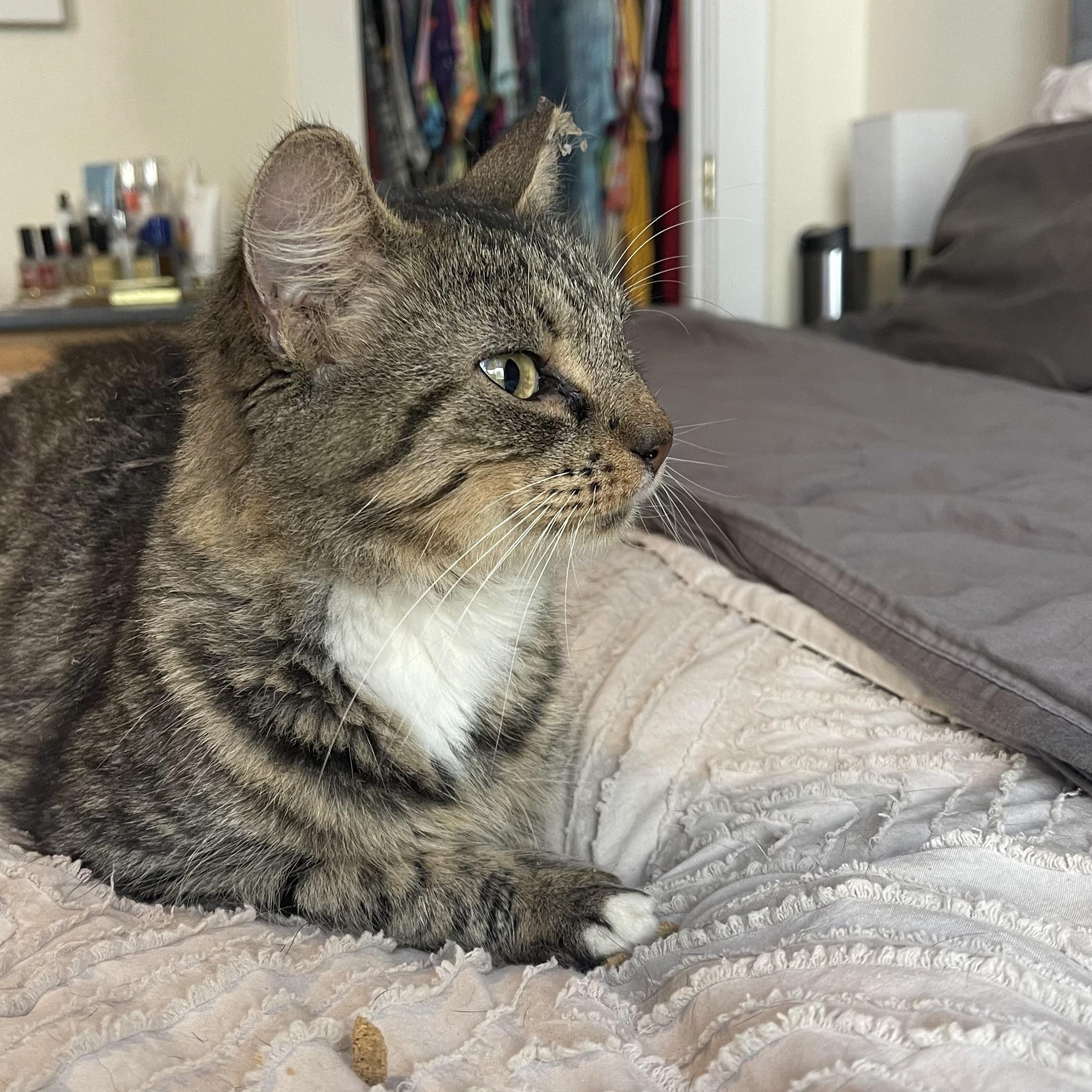 Enlarge Mrs. Peacock, a Adoptable Domestic Medium Hair in Scranton, PA image 4/5