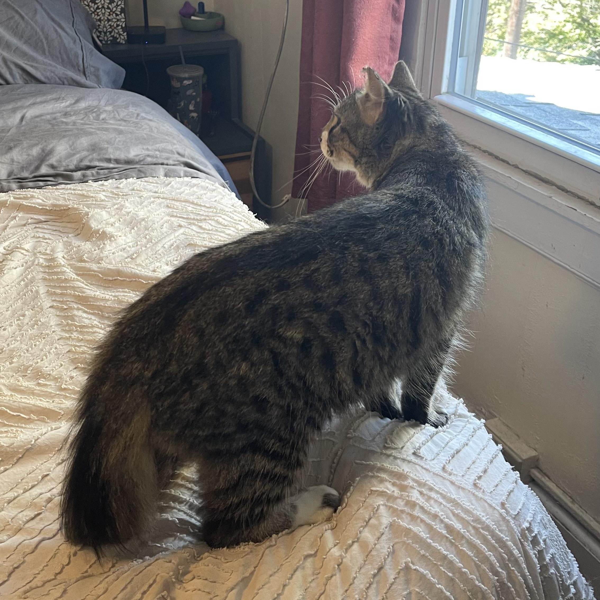 Enlarge Mrs. Peacock, a Adoptable Domestic Medium Hair in Scranton, PA image 5/5
