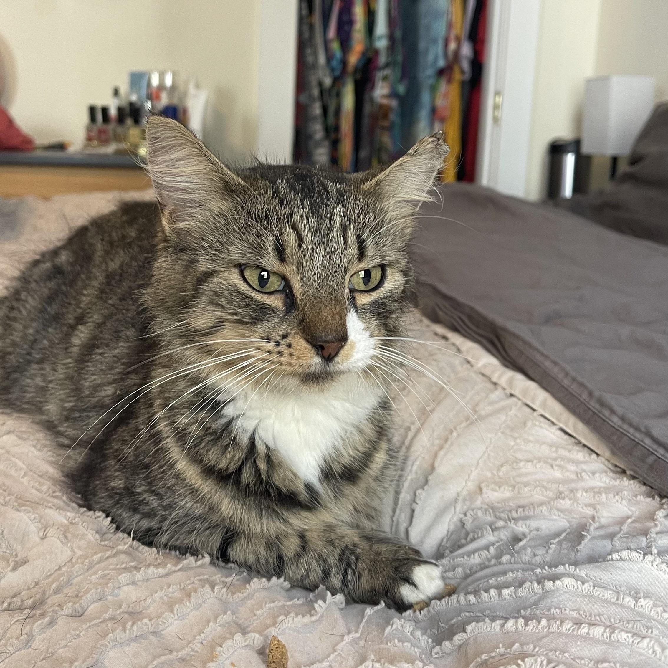 Enlarge Mrs. Peacock, a Adoptable Domestic Medium Hair in Scranton, PA image 1/5