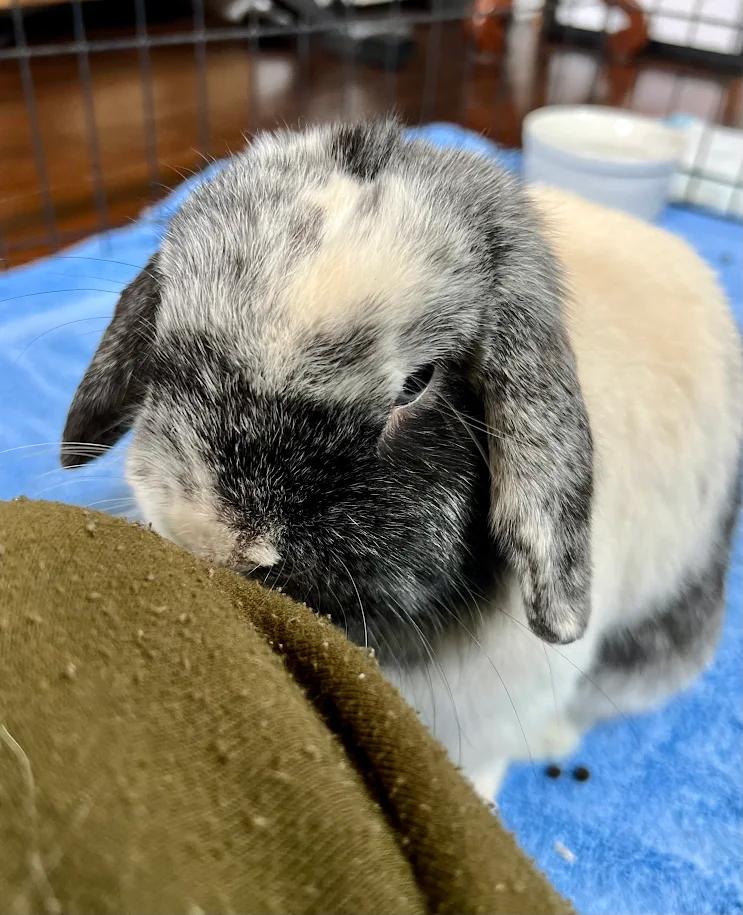 Enlarge Bandit, a ADOPTABLE Holland Lop in Ferndale, WA image 3/4