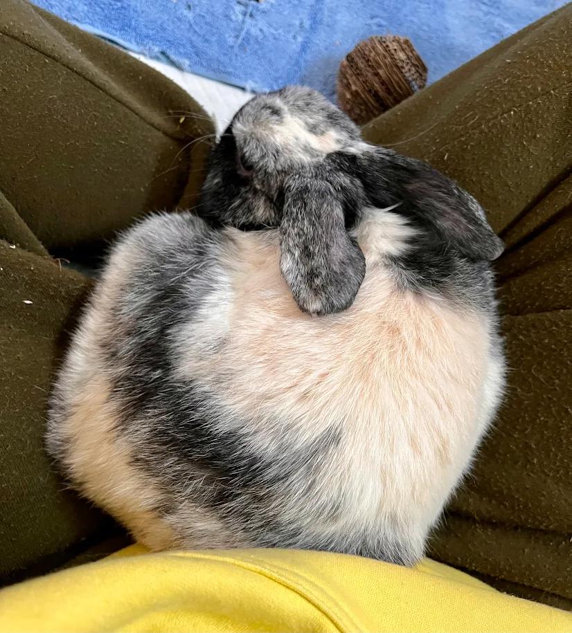 Enlarge Bandit, a ADOPTABLE Holland Lop in Ferndale, WA image 2/4