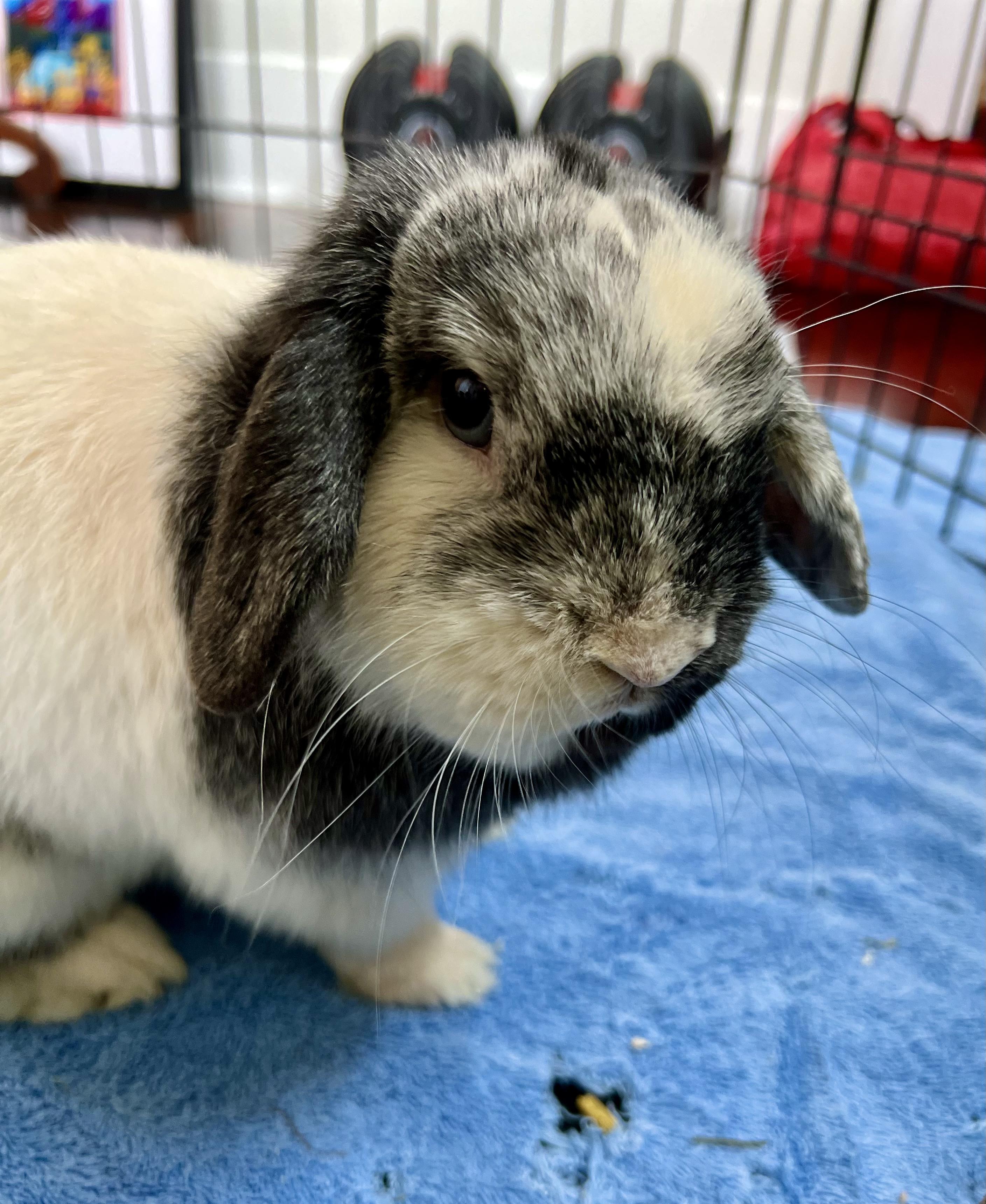 Enlarge Bandit, a ADOPTABLE Holland Lop in Ferndale, WA image 4/4