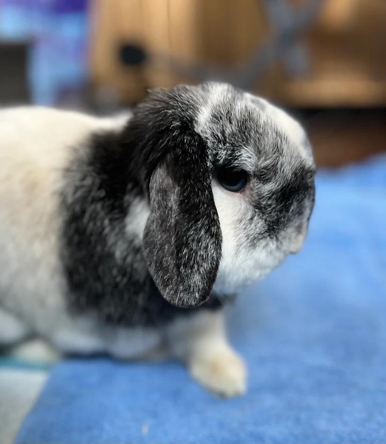 Enlarge Bandit, a ADOPTABLE Holland Lop in Ferndale, WA image 1/4