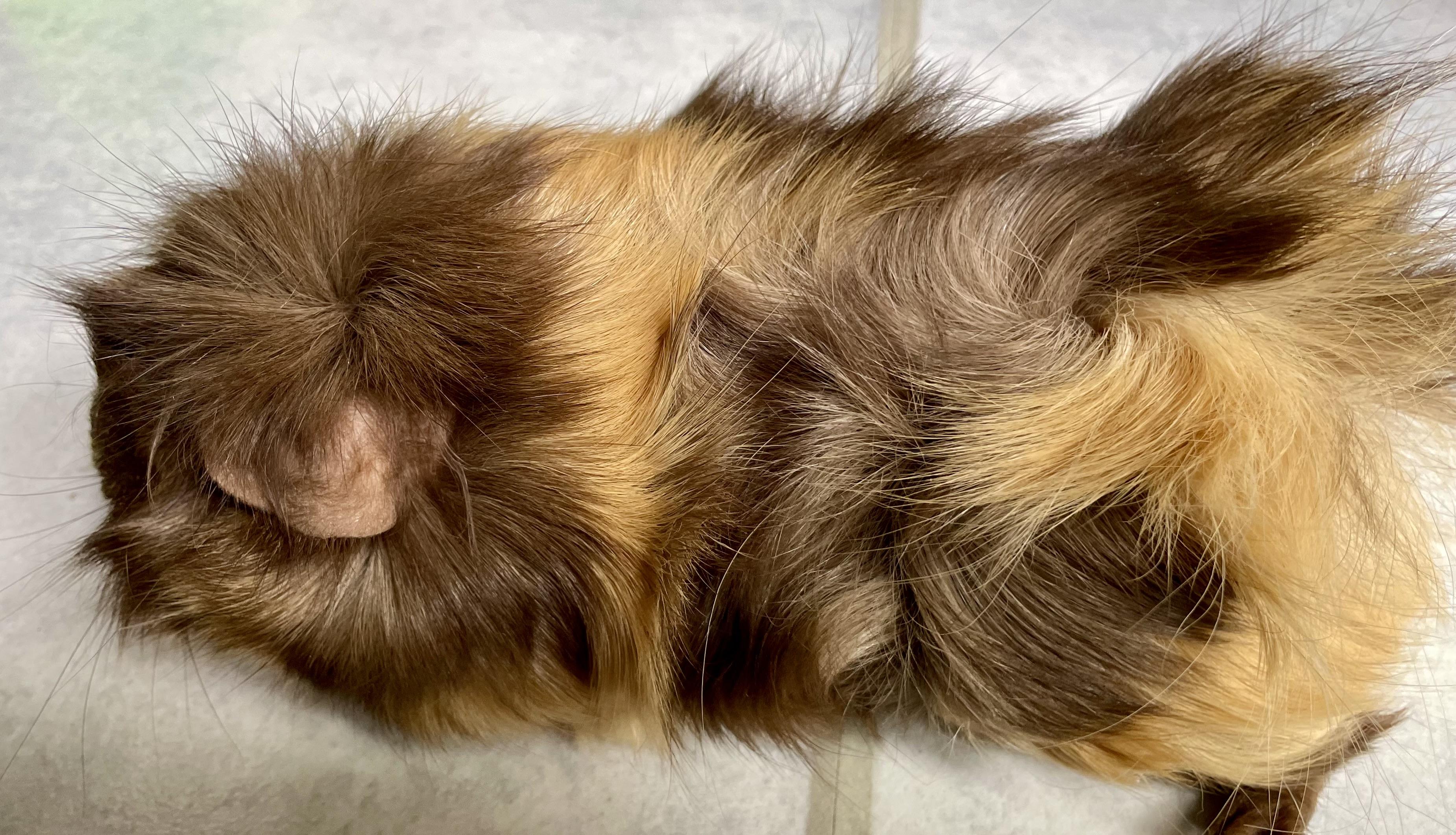 AnaBell, a ADOPTABLE Abyssinian in Andover, CT image 4/6