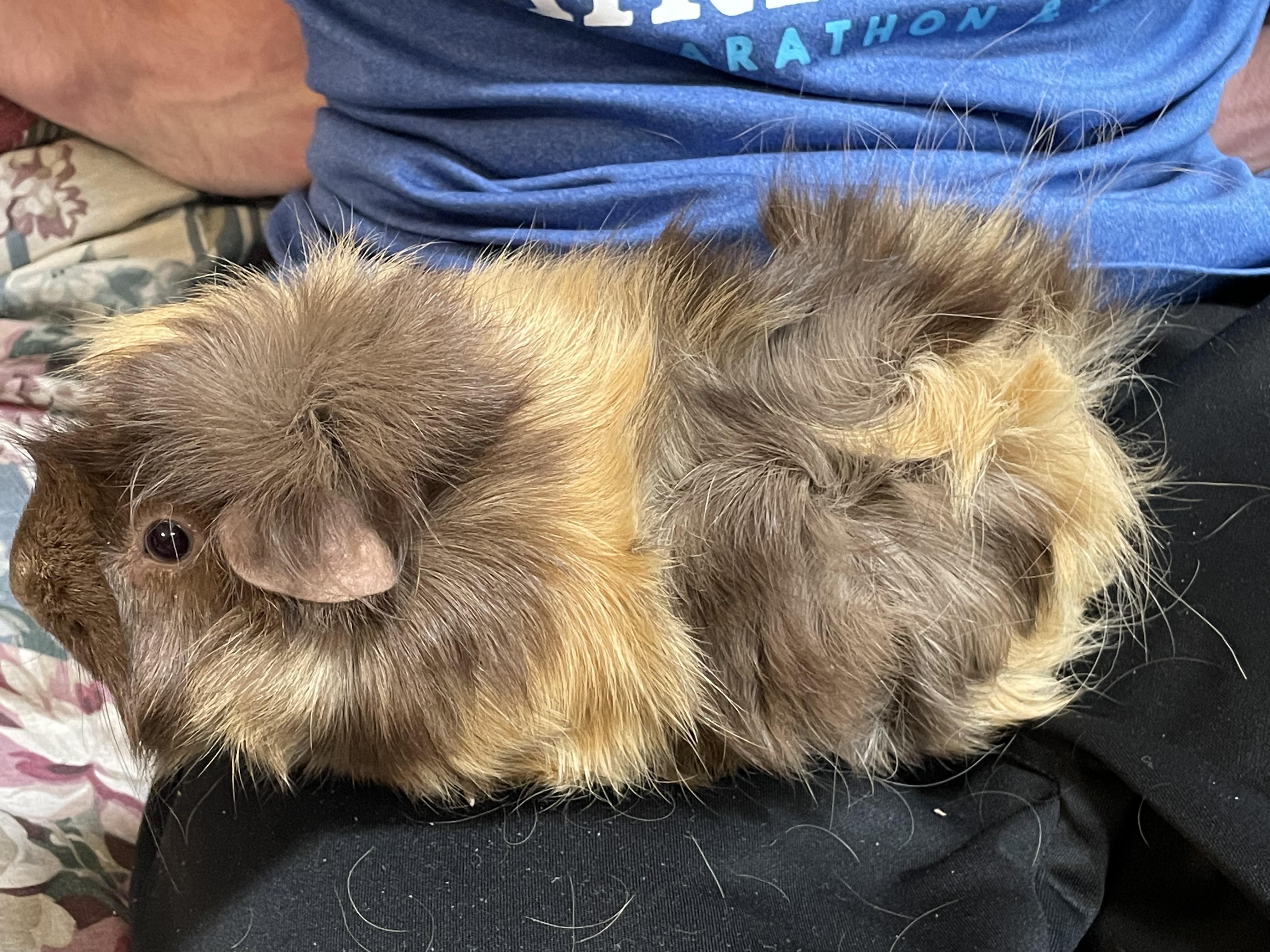 AnaBell, a ADOPTABLE Abyssinian in Andover, CT image 6/6