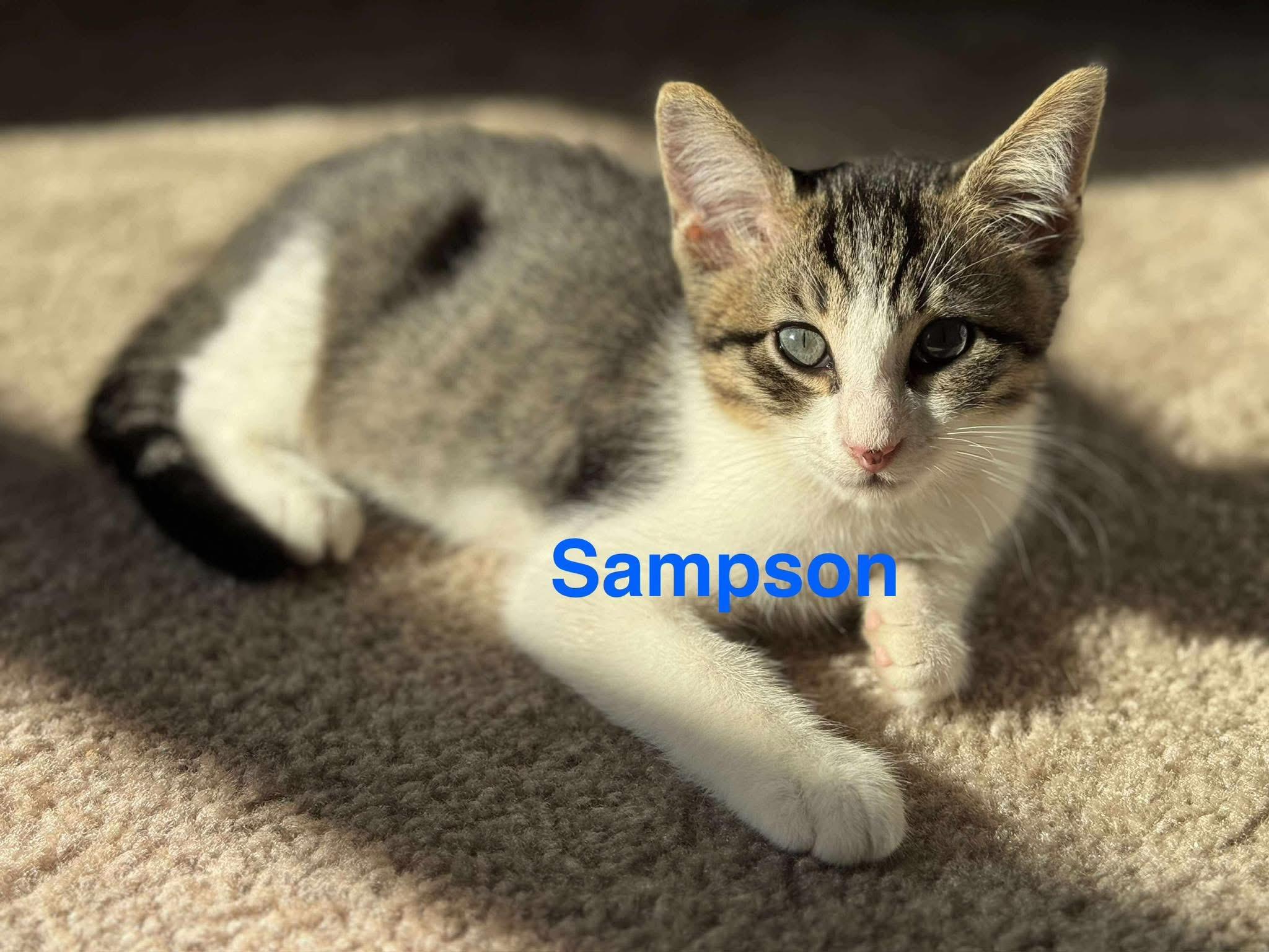 Sampson photo 1