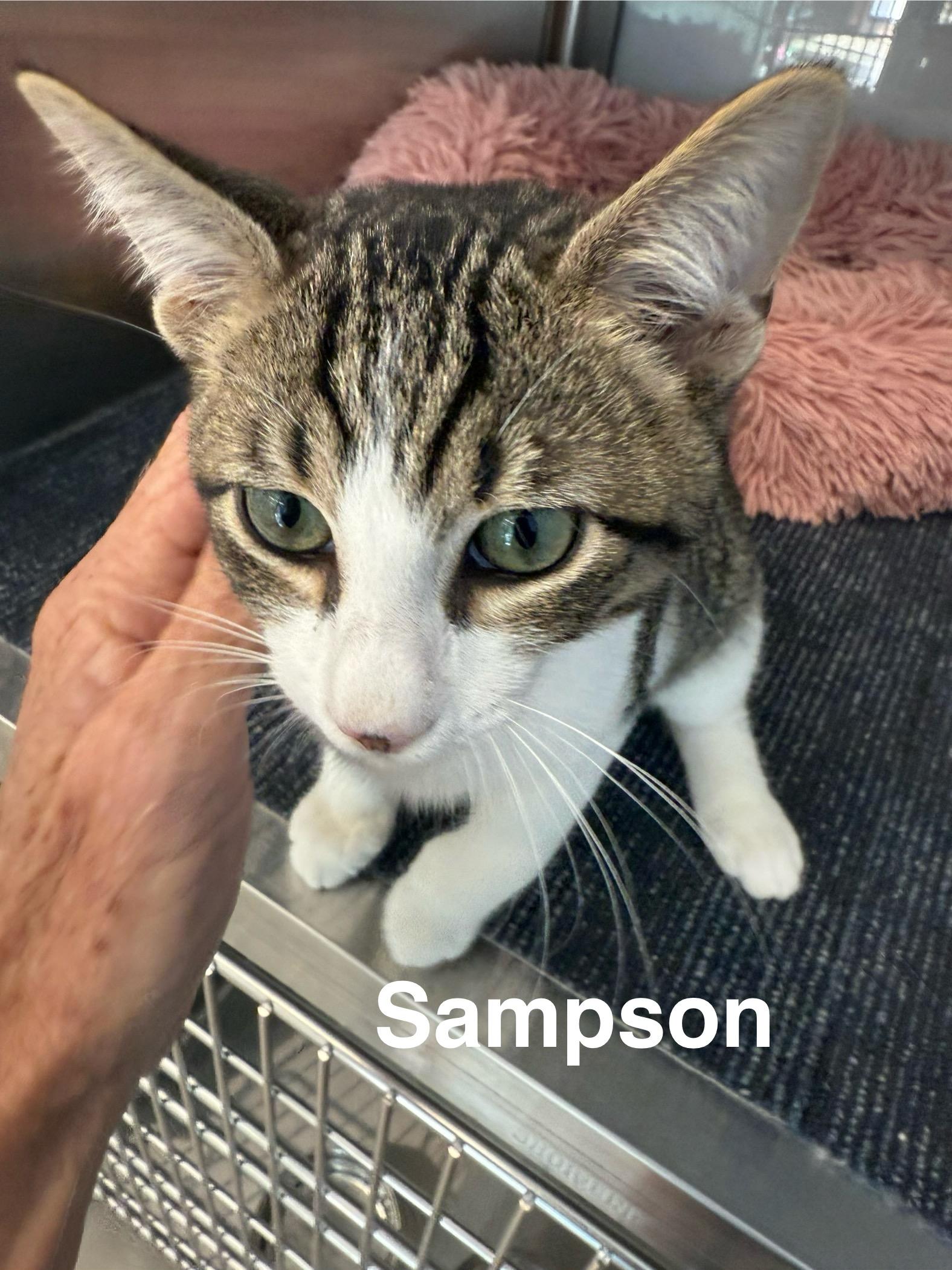 Sampson thumbnail 2