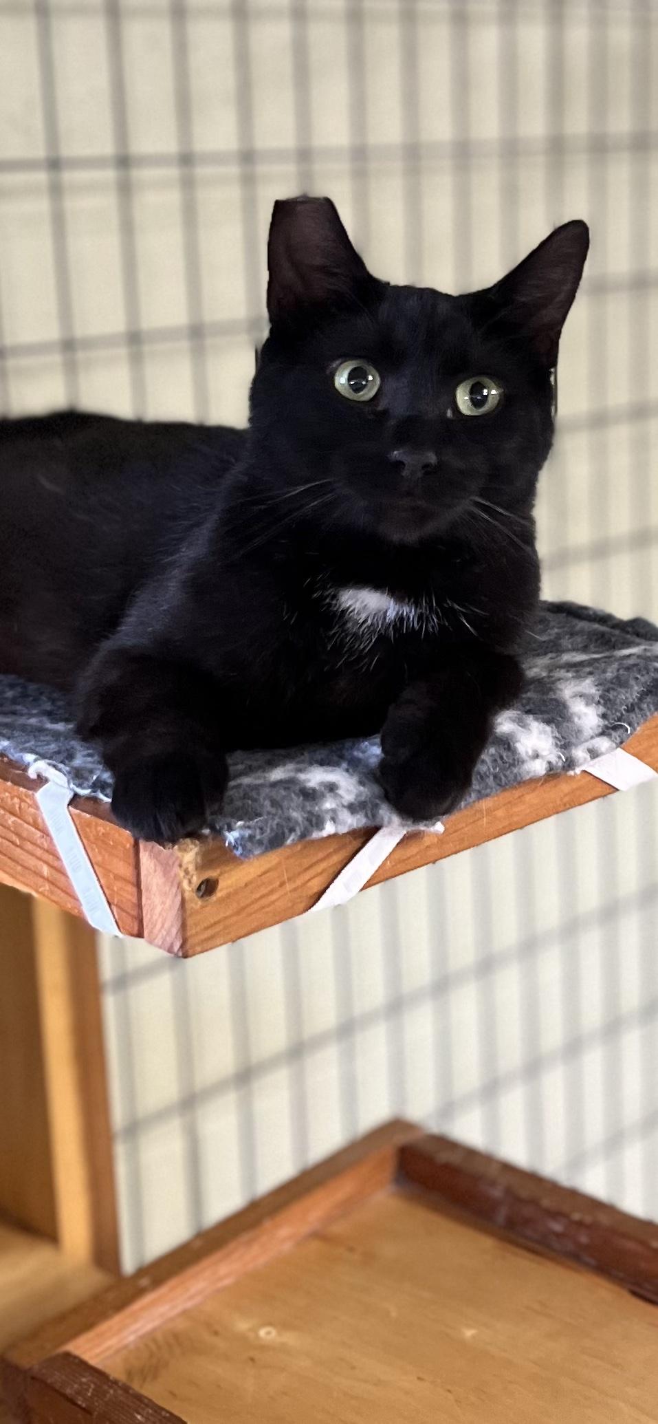 Onyx, a ADOPTABLE Domestic Short Hair in Holland, MI image 3/3