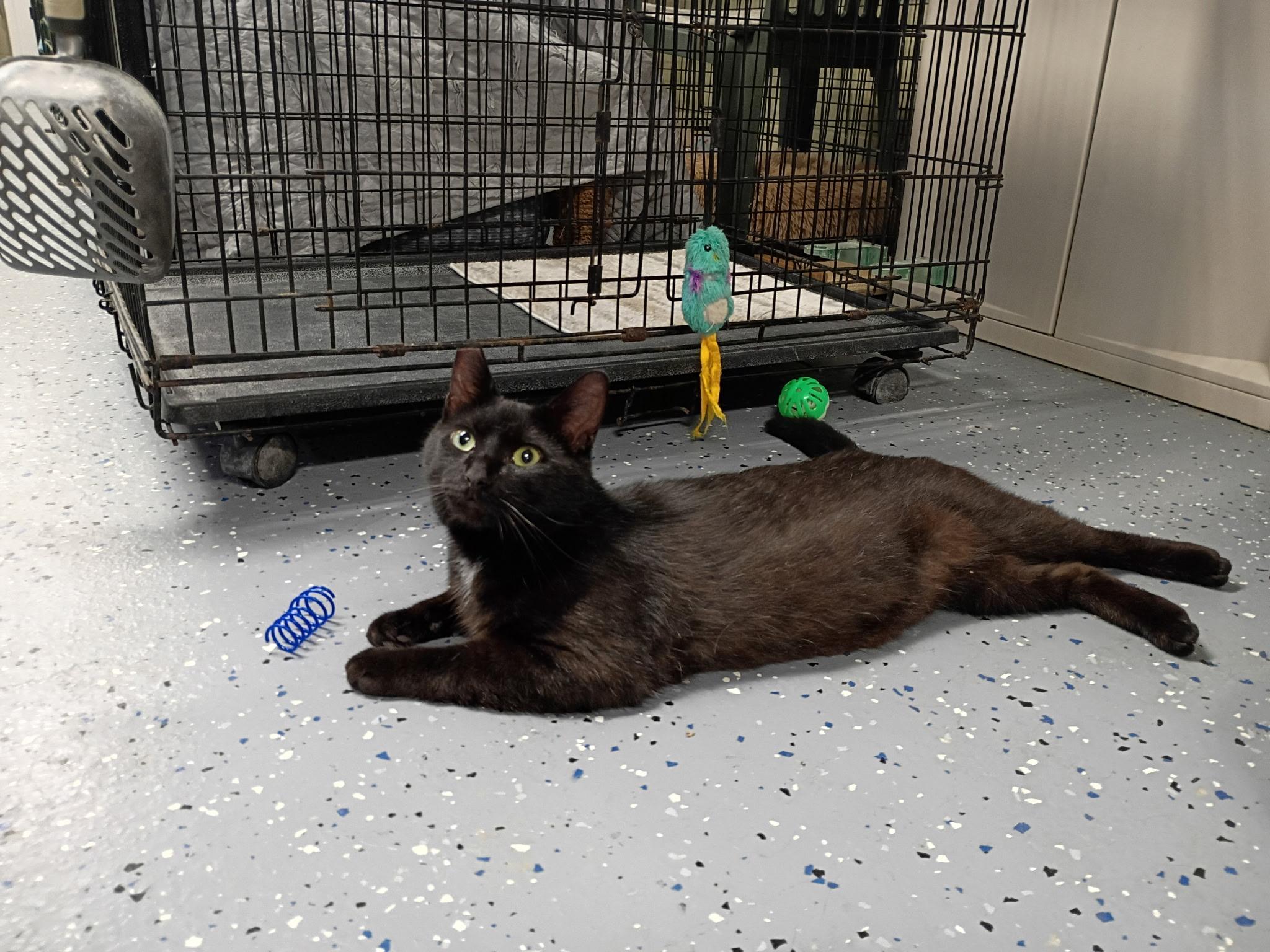Onyx, ADOPTABLE, Adult Male Domestic Short Hair.