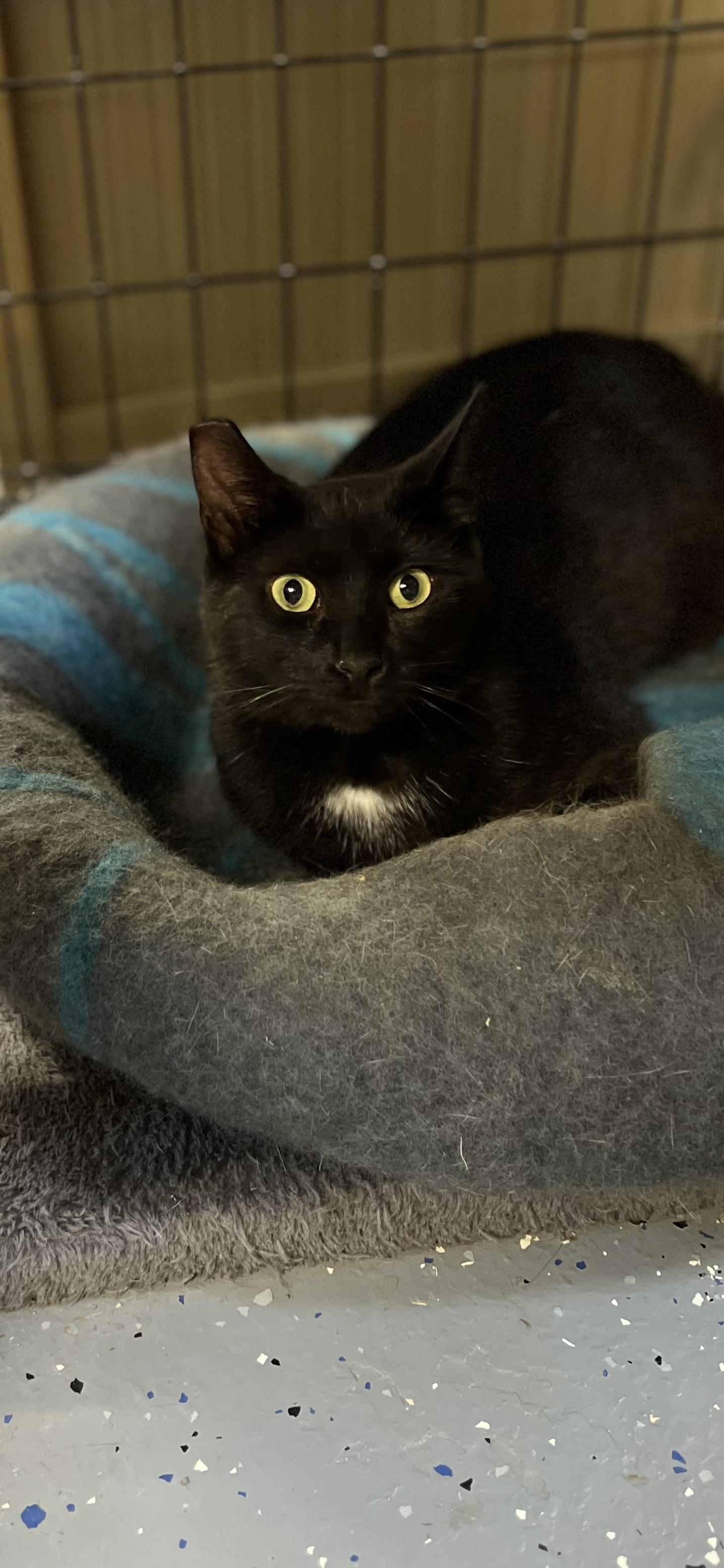 Onyx, a ADOPTABLE Domestic Short Hair in Holland, MI image 2/3