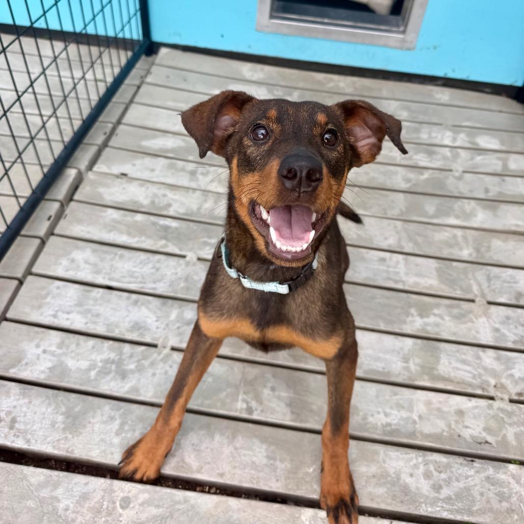 Squeak, Adoptable, Young Female Mixed Breed.