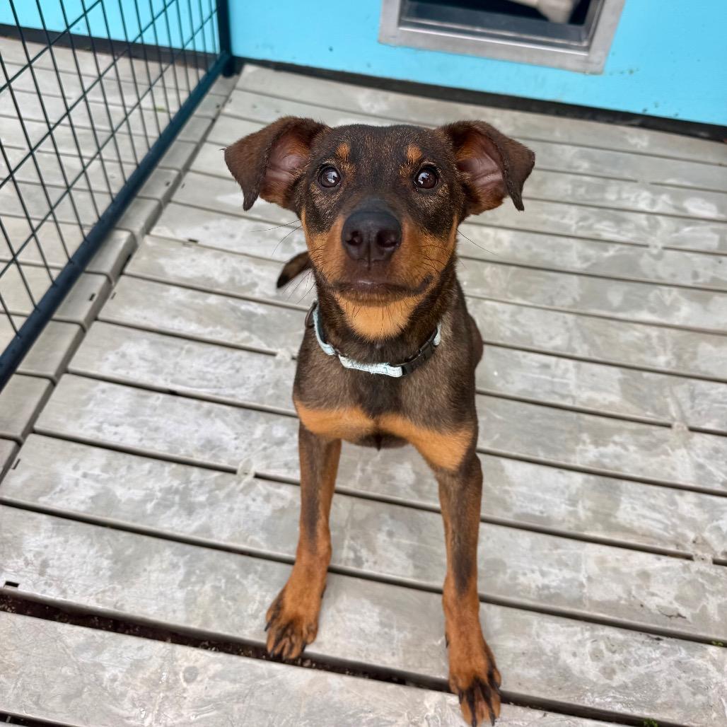 Enlarge Squeak, a Adoptable Mixed Breed in Bradenton, FL image 2/2