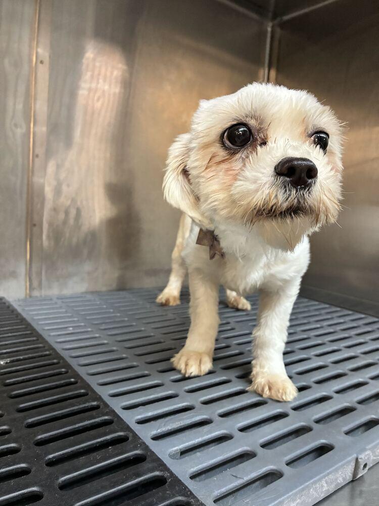 Enlarge Sonja, a Adoptable Maltese in Marietta, GA image 1/3