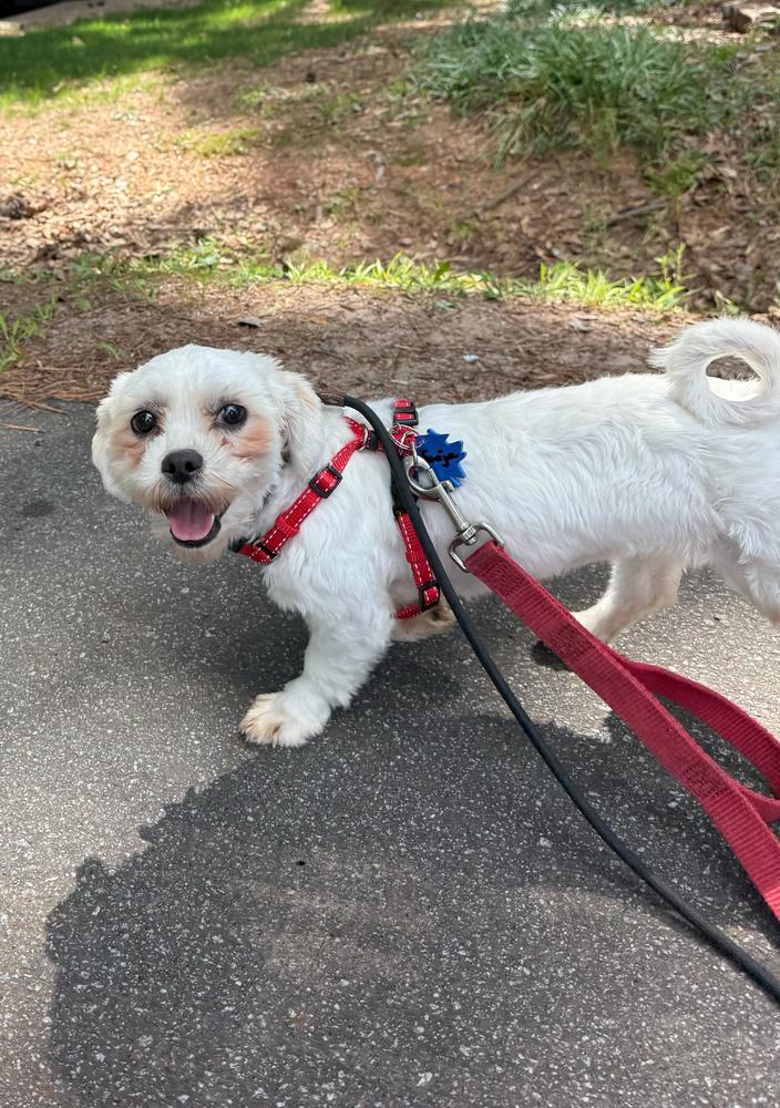 Enlarge Sonja, a Adoptable Maltese in Marietta, GA image 2/3