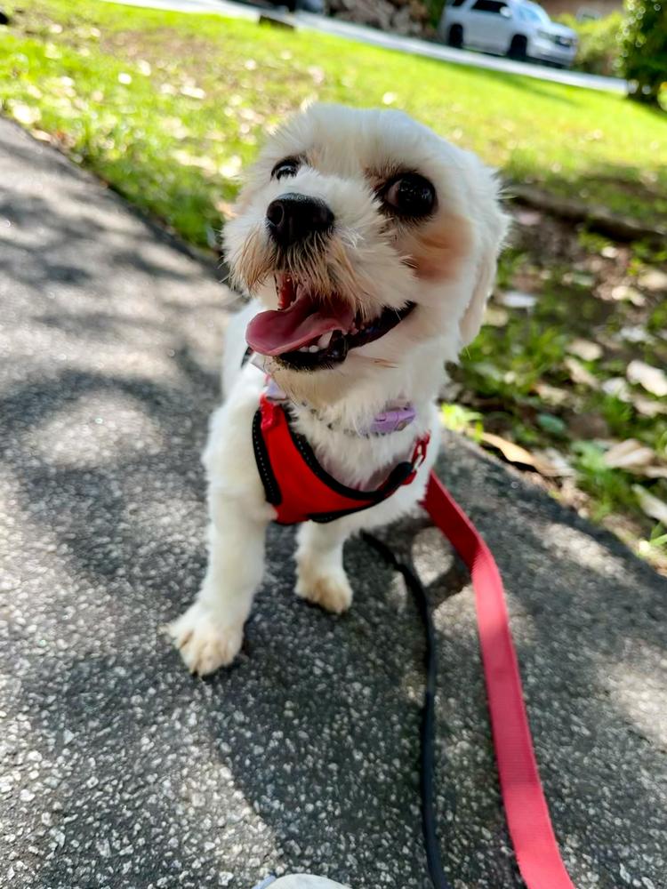 Enlarge Sonja, a Adoptable Maltese in Marietta, GA image 3/3