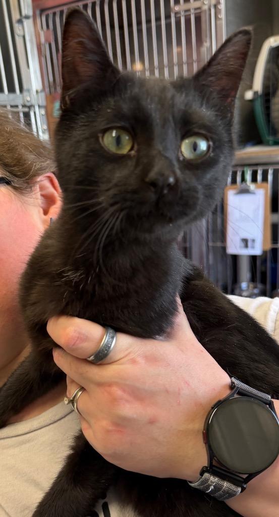 Enlarge Salvador, a Adopted mixed breed in Virginia, MN image 1/1